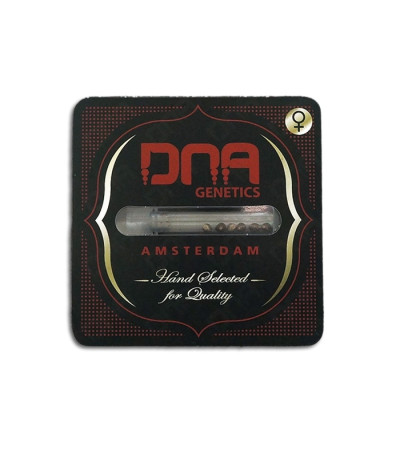 Chocolope fem (DNA Genetics) семена конопли