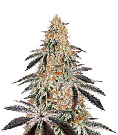 Семена сорта Dark Phoenix fem (Green House Seeds)