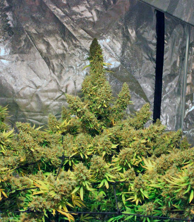 Семена конопли The Edge