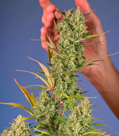 Jet Fuel Mandarine XL Auto fem (Sweet Seeds) семена конопли