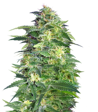 Killer Kush Auto fem (Sweet Seeds) семена конопли