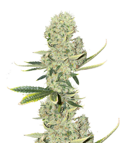 Kali Banner fem (AlphaFem Seeds) семена конопли