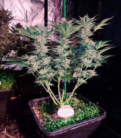 Monster Zkittles (Monster Genetics) семена конопли