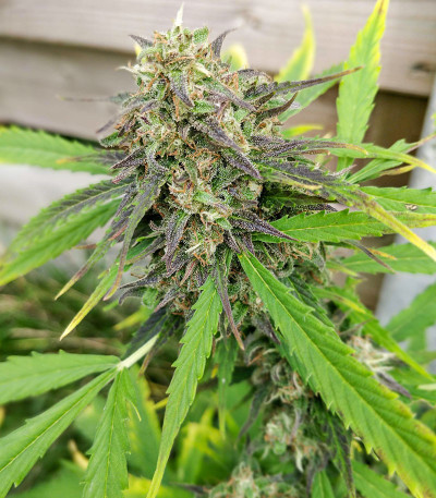 Purple Russian Express (Kalashnikov Seeds) семена конопли