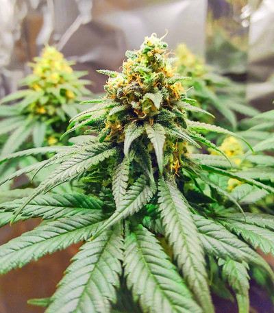 Shogun fem (Royal Queen Seeds) семена конопли