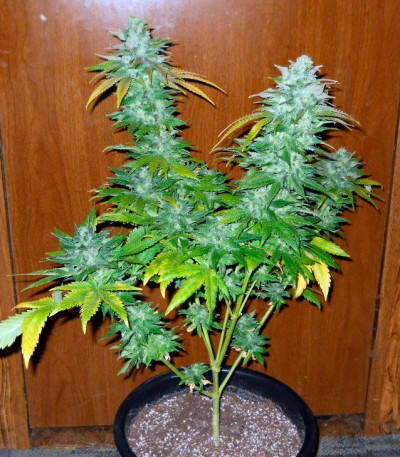 TNT Kush fem семена конопли