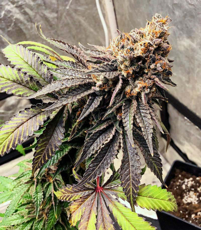 Triple G fem (Royal Queen Seeds) семена конопли