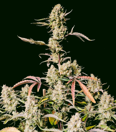 Gorilla Zkittlez Auto fem (FastBuds) семена конопли