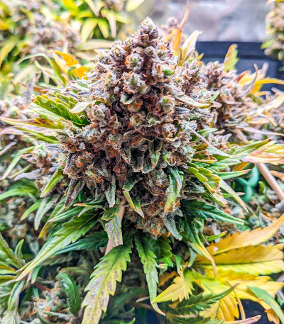 Quarter Pounder Autoflower fem (Easy Grow Seeds) семена конопли