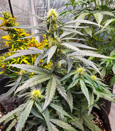 Семена конопли сорта Titan F1 Auto fem