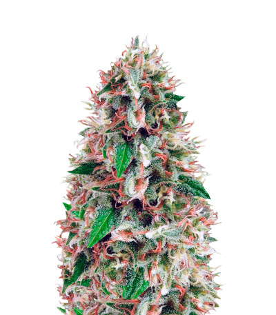 Amnesia fem (Vision Seeds) семена конопли