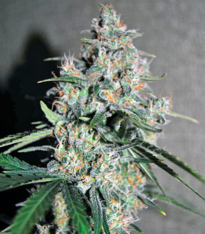 Auto Wappa fem (Paradise Seeds) семена конопли