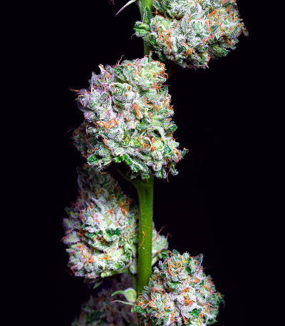 Açai Jelly by Sherbinskis fem семена конопли