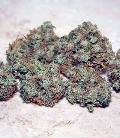 Cheese fem (Green House Seeds) семена конопли