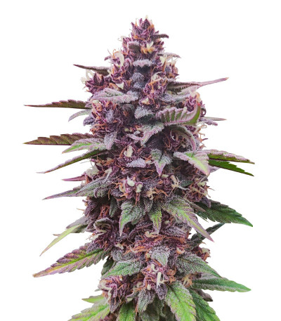 Diablo Rojo XL Auto fem (Sweet Seeds) семена конопли