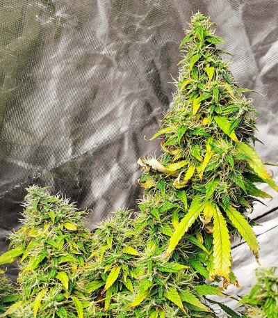 Glue Gelato Auto fem (Barney's Farm) семена конопли