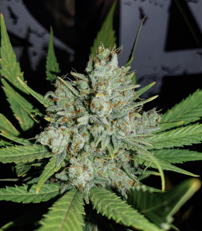 Gorilla Cookies Auto fem (FastBuds Seeds) семена конопли