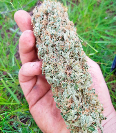 Green Crack fem (Humboldt Seed Organization) семена конопли