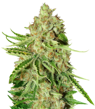 LA Ultra fem (Resin Seeds) семена конопли