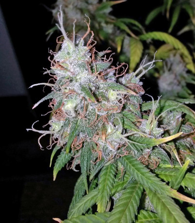 Mohan Ram Auto fem (Sweet Seeds) семена конопли