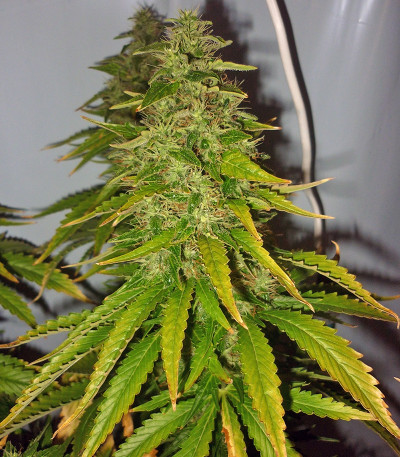 Original White Widow (IBL) fem семена конопли