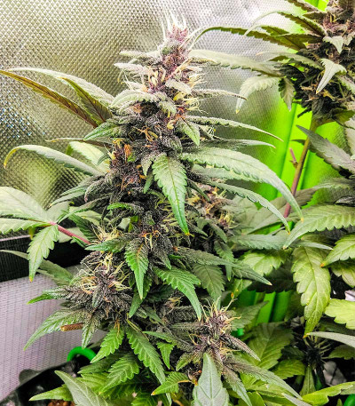 Purple Mazar Auto (Kalashnikov Seeds) семена конопли