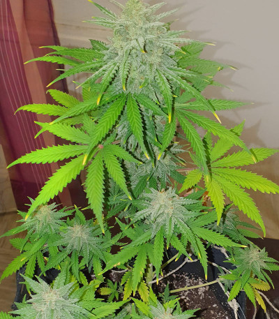 Runtz XL Auto (Sweet Seeds) семена конопли