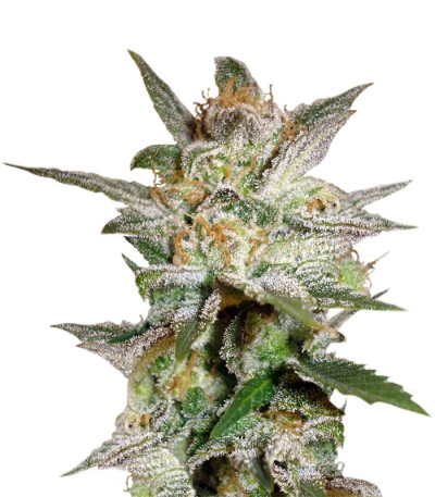 Indica Pure Origin Collection 8 (World of Seeds) микс семян конопли