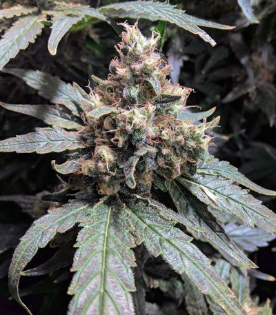 Sweet ZZ fem (RQS) семена конопли