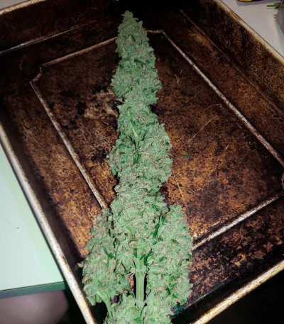 Ultra Power Plant fem (Victory Seeds) семена конопли