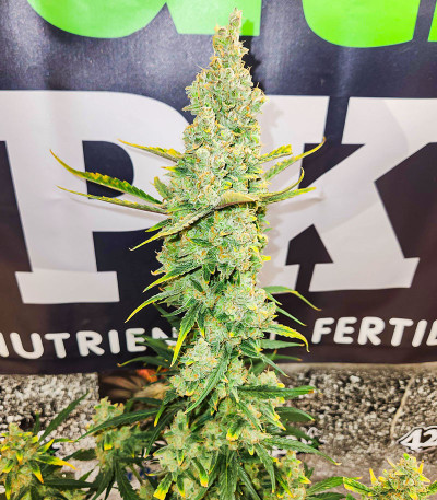 Banana Purple Punch Auto fem (FastBuds) семена конопли