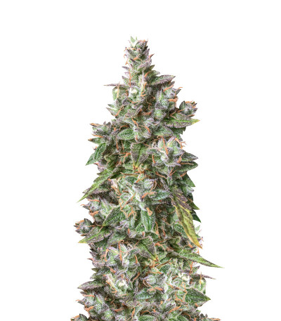 Auto Ultimate fem (Dutch Passion) семена конопли