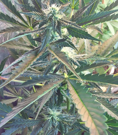 Chocolate Orange Auto fem (Dr. Krippling Seeds) семена конопли
