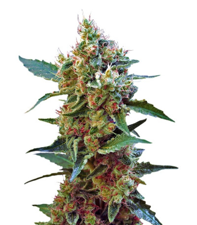 Cream Mandarine XL Auto fem (Sweet Seeds) семена конопли