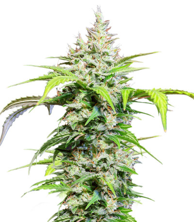 DC Cure 1:1 Auto CBD fem (Doctor’s Choice) семена конопли