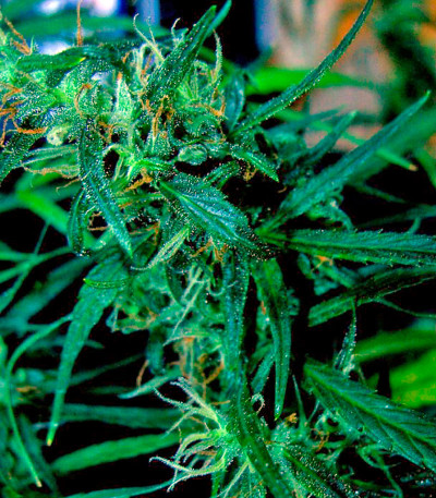 Hawaii Maui Waui fem (Nirvana Seeds) семена конопли