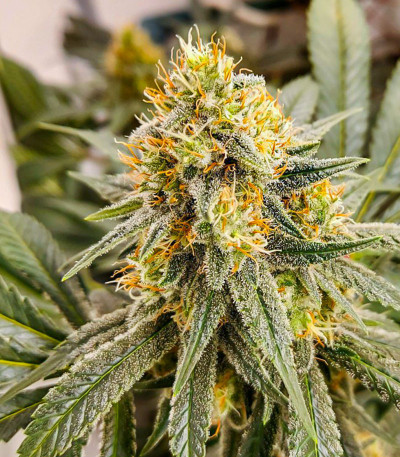 HiFi 4G fem (Dutch Passion) семена конопли