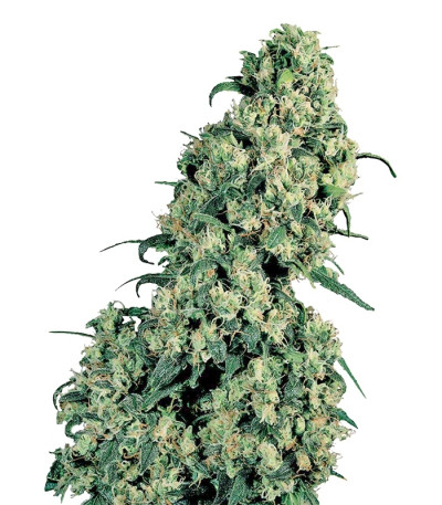 Skunk #1 fem (Sensi Seeds) семена конопли