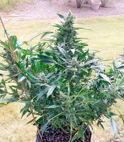 Sour Diesel Auto fem (Humboldt Seeds) семена конопли