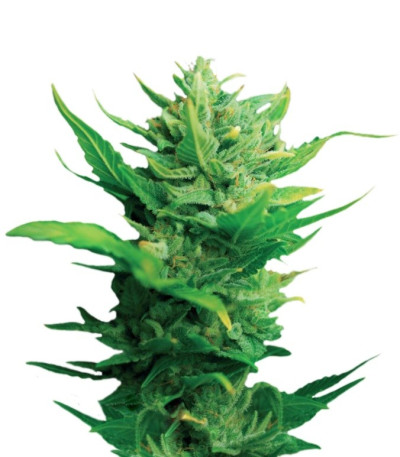 Think Different Auto fem (Dutch Passion) семена конопли