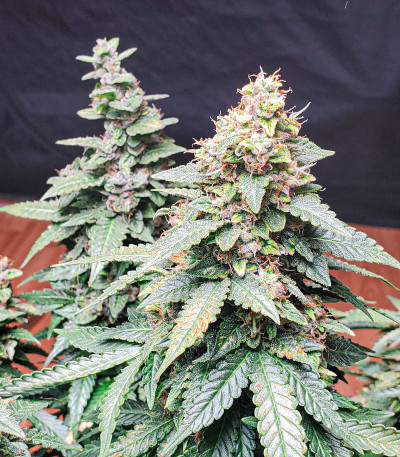 Wedding Cheesecake Auto fem (FastBuds) семена конопли