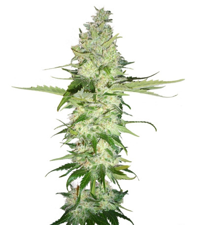 Wonder Woman fem (Nirvana Seeds) семена конопли