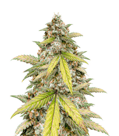 Zkittlez Auto fem (FastBuds) семена конопли