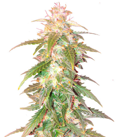 Quarter Pounder Autoflower fem (Easy Grow Seeds) семена конопли