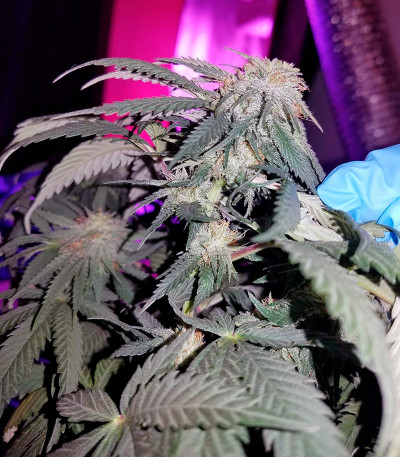 Amherst Sour Diesel fem конопля