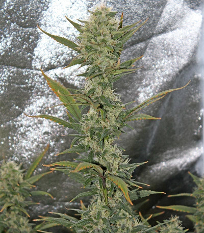 Blackberry auto fem (FastBuds) семена конопли