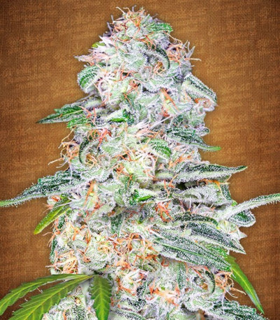 Blue Dream auto fem (FastBuds Seeds) семена конопли