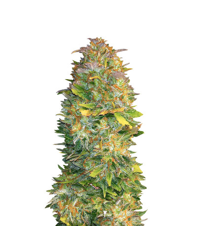 CBD Auto White Widow fem (Dutch Passion) семена конопли