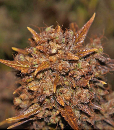 Crystal METH Auto fem (FastBuds) семена конопли