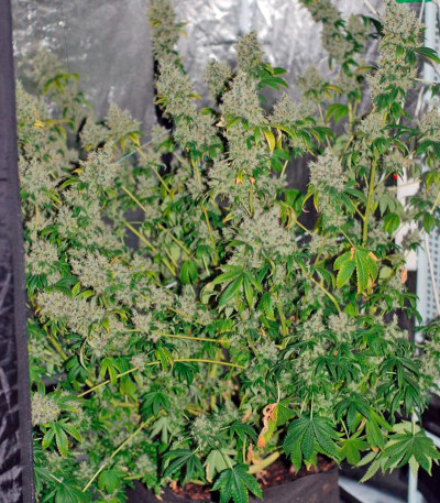 K-Train fem (Green House Seeds) семена конопли